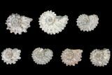 Lot: Lbs Bumpy Ammonite (Douvilleiceras) Fossils - pieces #148842-1